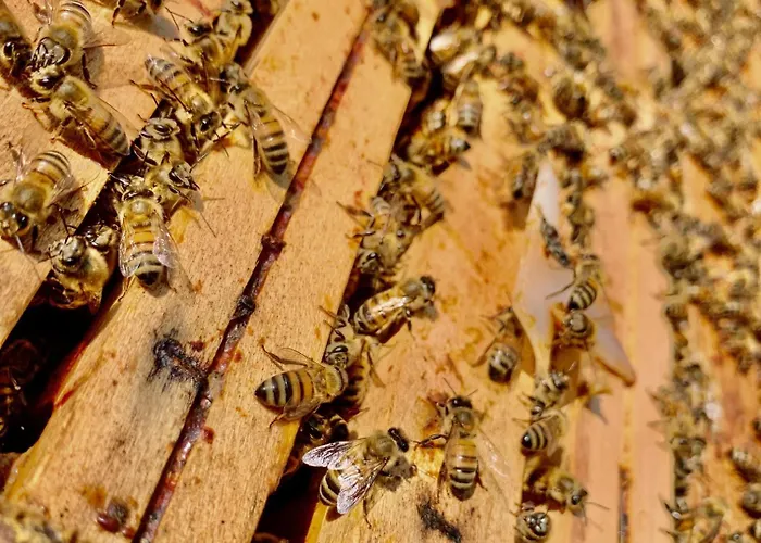 Agriturismo Il Talento Nella Quiete