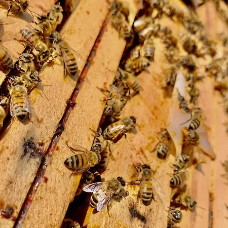 Il Talento Nella Quiete